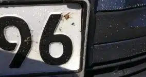 Nummernschild Insekten Fliegen Schaum